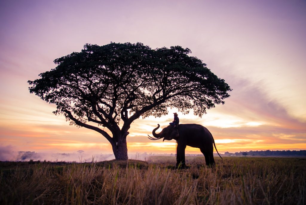 Elephant at sunrise in Thailand
